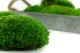 Preserved Pole Moss Green (Box) 4