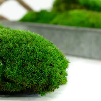 Preserved Pole Moss Green (Box)