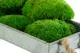 Preserved Pole Moss Green (Box) 7