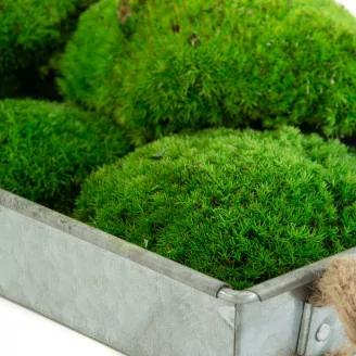 Preserved Pole Moss Green (Box)