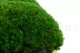 Preserved Pole Moss Green (Box) 9