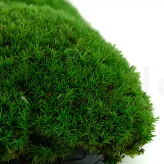 Preserved Pole Moss Green (Box)