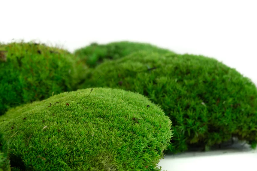 Preserved Pole Moss Green (Box)