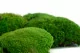 Preserved Pole Moss Green (Box) 1