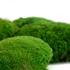 Preserved Moss - SecondFlor
