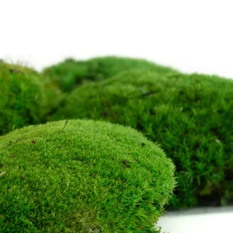 Preserved Pole Moss Green (Box)