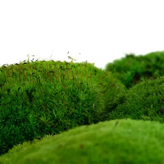 Preserved Pole Moss Green (Box)