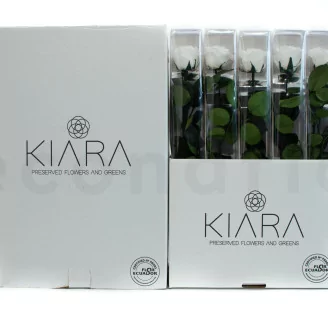 Preserved Rose on Stem 20" White - Individual Gift Box (set of 20)
