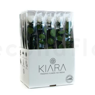 Preserved Rose on Stem 20" White - Individual Gift Box (set of 20)