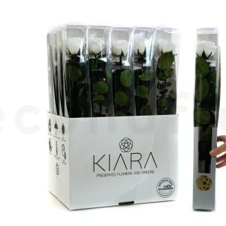 Preserved Rose on Stem 20" White - Individual Gift Box (set of 20)