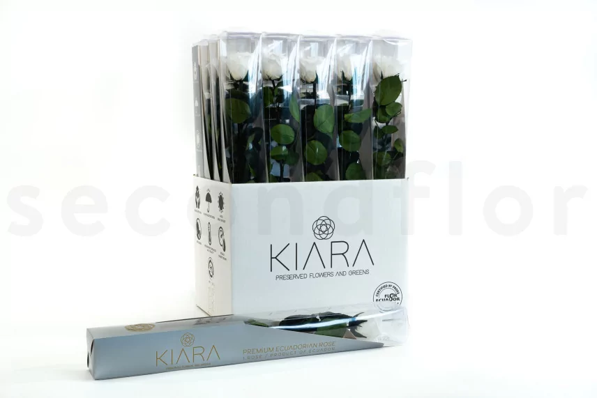 Preserved Rose on Stem 20" White - Individual Gift Box (set of 20)