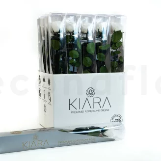 Preserved Rose on Stem 20" White - Individual Gift Box (set of 20)