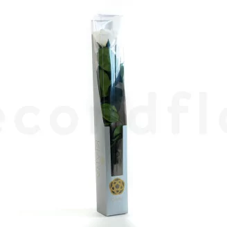 Preserved Rose on Stem 20" White - Individual Gift Box (set of 20)