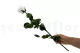 Preserved Rose on Stem 20" White - Individual Gift Box (set of 20) 5