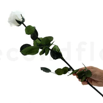Preserved Rose on Stem 20" White - Individual Gift Box (set of 20)