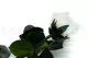 Preserved Rose on Stem 20" White - Individual Gift Box (set of 20) 8