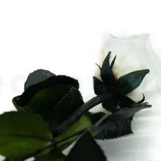 Preserved Rose on Stem 20" White - Individual Gift Box (set of 20)