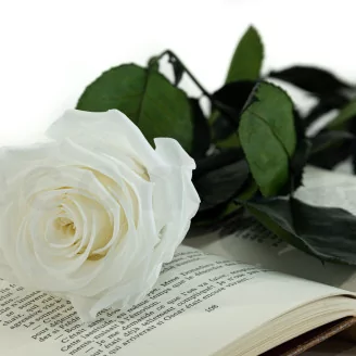 Preserved Rose on Stem 20" White - Individual Gift Box (set of 20)