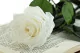 Preserved Rose on Stem 20" White - Individual Gift Box (set of 20) 9