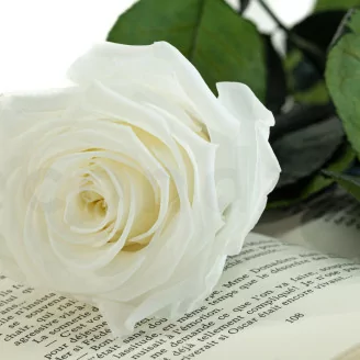 Preserved Rose on Stem 20" White - Individual Gift Box (set of 20)