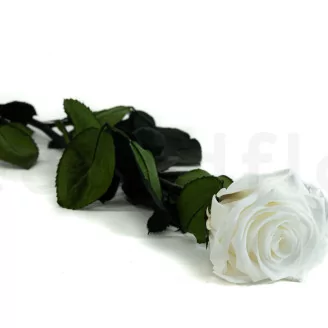 Preserved Rose on Stem 20" White - Individual Gift Box (set of 20)