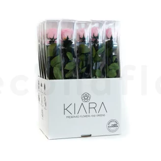 Preserved Rose on Stem 20" Pink - Individual Gift Box (set of 20)