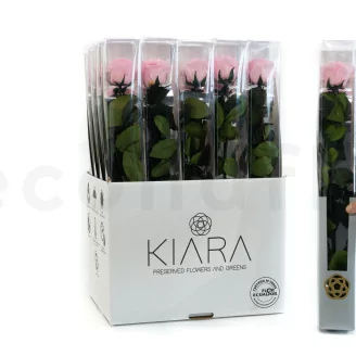 Preserved Rose on Stem 20" Pink - Individual Gift Box (set of 20)