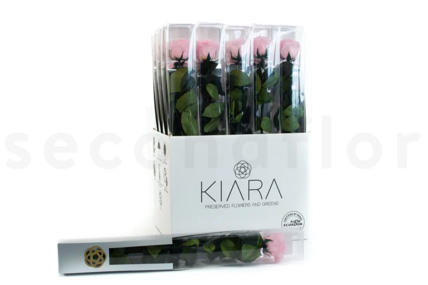 Preserved Rose on Stem 20" Pink - Individual Gift Box (set of 20)