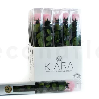 Preserved Rose on Stem 20" Pink - Individual Gift Box (set of 20)