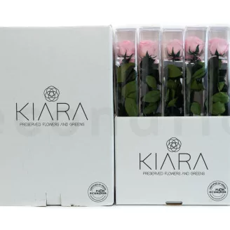 Preserved Rose on Stem 20" Pink - Individual Gift Box (set of 20)