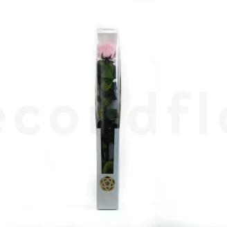 Preserved Rose on Stem 20" Pink - Individual Gift Box (set of 20)
