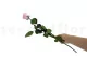 Preserved Rose on Stem 20" Pink - Individual Gift Box (set of 20) 5