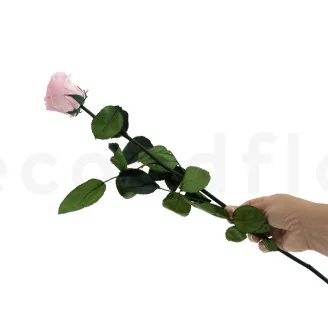Preserved Rose on Stem 20" Pink - Individual Gift Box (set of 20)