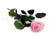Preserved Rose on Stem 20" Pink - Individual Gift Box (set of 20) 10