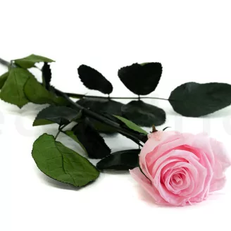 Preserved Rose on Stem 20" Pink - Individual Gift Box (set of 20)
