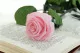 Preserved Rose on Stem 20" Pink - Individual Gift Box (set of 20) 2