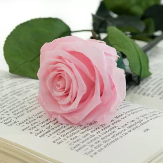 Preserved Rose on Stem 20" Pink - Individual Gift Box (set of 20)