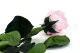 Preserved Rose on Stem 20" Pink - Individual Gift Box (set of 20) 9
