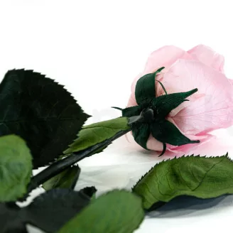 Preserved Rose on Stem 20" Pink - Individual Gift Box (set of 20)