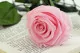 Preserved Rose on Stem 20" Pink - Individual Gift Box (set of 20) 8