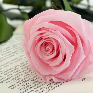 Preserved Rose on Stem 20" Pink - Individual Gift Box (set of 20)