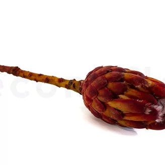 Preserved Protea Grandiceps Red