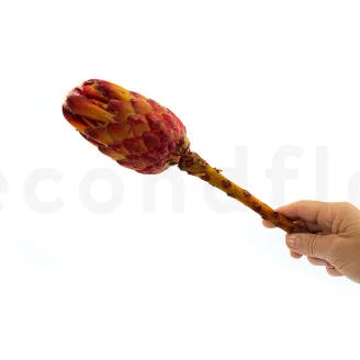 Preserved Protea Grandiceps Red