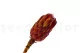 Preserved Protea Grandiceps Red 9