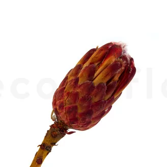 Preserved Protea Grandiceps Red