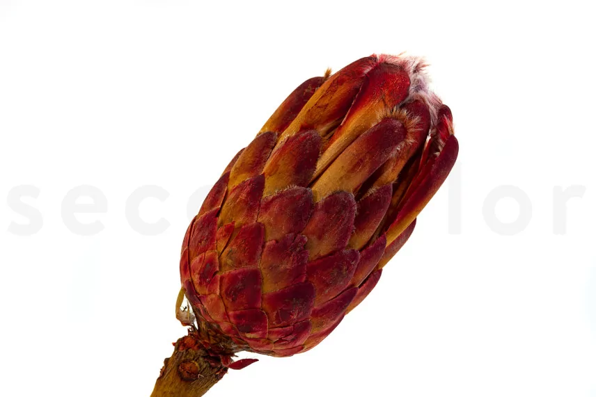 Preserved Protea Grandiceps Red