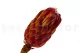Preserved Protea Grandiceps Red 1