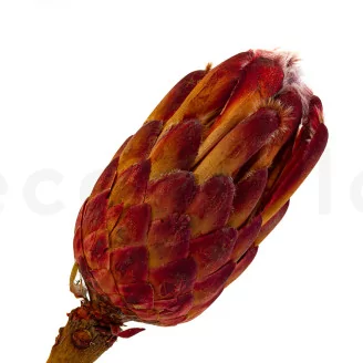 Preserved Protea Grandiceps Red