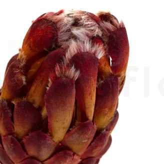 Preserved Protea Grandiceps Red