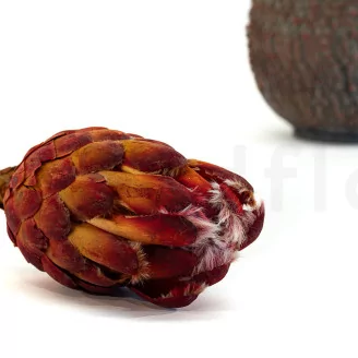 Preserved Protea Grandiceps Red